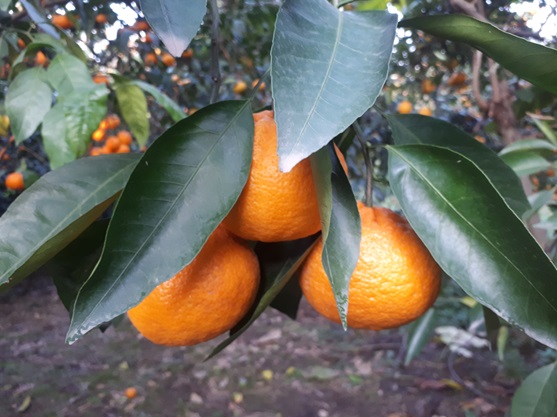 orange-mandarin-citrus-kiwi-fruit-supply