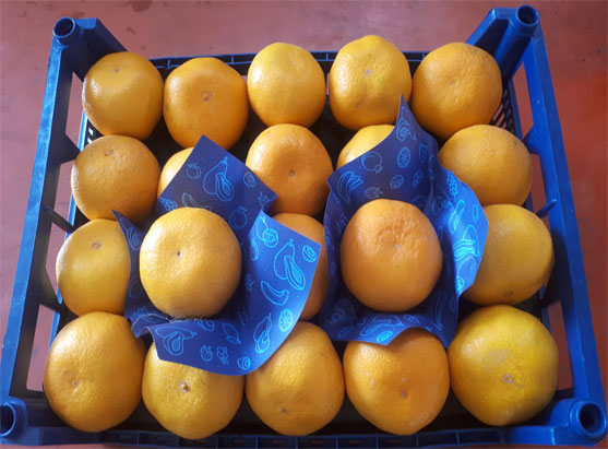 orange-mandarin-citrus-kiwi-fruit-supply