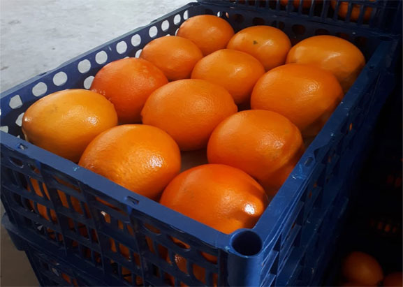 orange-mandarin-citrus-kiwi-fruit-supply